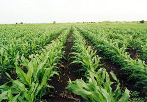 إرتفاع ايردات المحاصيل في السودان  