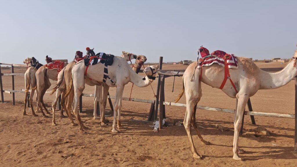 “الهجن”.. عندما تحلق كسلا بالاقتصاد والرياضة